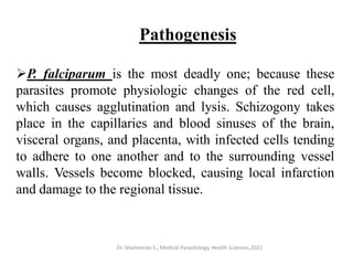 Dr. Shameeran S., Medical Parasitology, Health Sciences,2021
P. falciparum is the most deadly one; because these
parasites promote physiologic changes of the red cell,
which causes agglutination and lysis. Schizogony takes
place in the capillaries and blood sinuses of the brain,
visceral organs, and placenta, with infected cells tending
to adhere to one another and to the surrounding vessel
walls. Vessels become blocked, causing local infarction
and damage to the regional tissue.
Pathogenesis
 