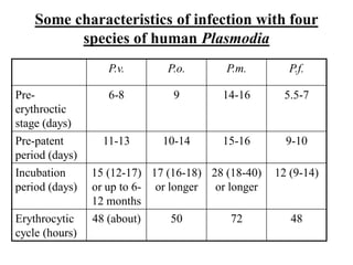 Some characteristics of infection with four
species of human Plasmodia
P.v. P.o. P.m. P.f.
Pre-
erythroctic
stage (days)
6-8 9 14-16 5.5-7
Pre-patent
period (days)
11-13 10-14 15-16 9-10
Incubation
period (days)
15 (12-17)
or up to 6-
12 months
17 (16-18)
or longer
28 (18-40)
or longer
12 (9-14)
Erythrocytic
cycle (hours)
48 (about) 50 72 48
 