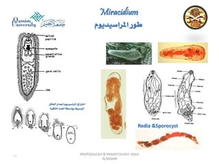 Parasitology lecture 3 