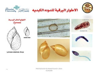 Parasitology lecture 3 