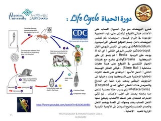 Parasitology lecture 3