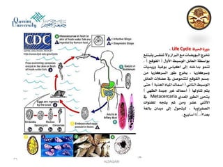 Parasitology lecture 3 