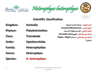 Parasitology lecture 3 