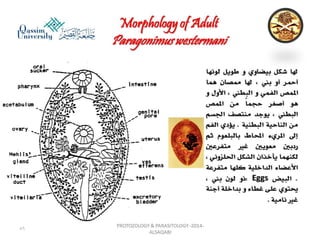 Parasitology lecture 3 