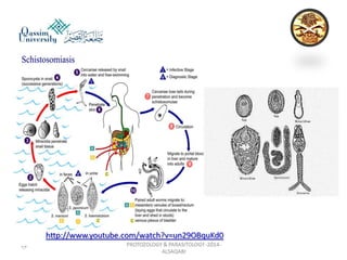 Parasitology lecture 3 
