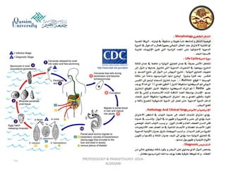 Parasitology lecture 3 