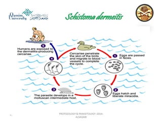 Parasitology lecture 3