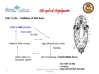 Parasitology lecture 3 