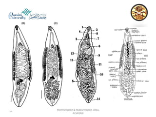 Parasitology lecture 3