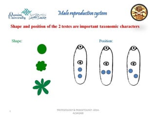 Parasitology lecture 3 