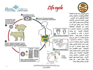 Parasitology lecture 4 