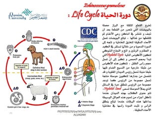 Parasitology lecture 4 