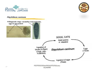 Parasitology lecture 4 
