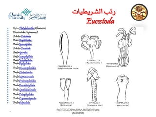 Parasitology lecture 4 