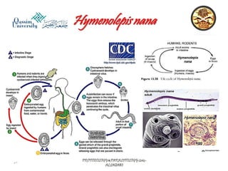 Parasitology lecture 4 