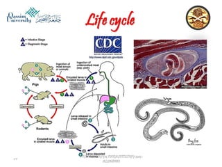 Parasitology lecture 5 