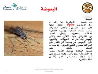 Parasitology lecture 6 