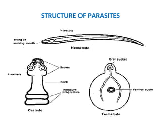 STRUCTURE OF PARASITES
 