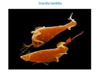 Giardia lamblia
 