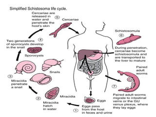 Simplified Schistosoma life cycle.
 
