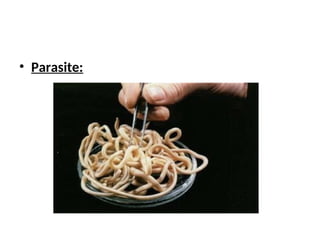 • Parasite:
 