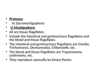 • Protozoa
• A) Sacromastigophora
• 1) Mastigophora
• All are tissue flagellates.
• Include the intestinal and genitourinary flagellates and
the blood and tissue flagellates.
• The intestinal and genitourinary flagellates are Giardia,
Trichomonas, Dientamoeba, Chilomastik, etc.
• The blood and tissue flagellates are Trypanosoma,
Leishmania, etc.
• They reproduce asexually by binary fission.
 
