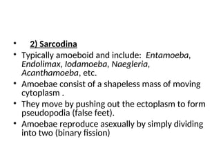 • 2) Sarcodina
• Typically amoeboid and include: Entamoeba,
Endolimax, Iodamoeba, Naegleria,
Acanthamoeba, etc.
• Amoebae consist of a shapeless mass of moving
cytoplasm .
• They move by pushing out the ectoplasm to form
pseudopodia (false feet).
• Amoebae reproduce asexually by simply dividing
into two (binary fission)
 