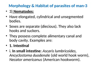 Morphology & Habitat of parasites of man-3
• 3) Nematodes:
• Have elongated, cylindrical and unsegmented
bodies.
• Sexes are separate (diecious). They also lack
hooks and suckers.
• They possess complete alimentary canal and
body cavity. Examples are:
• 1. Intestinal
• i. In small intestine: Ascaris lumbricoides,
Ancyclostoma duodenale (old world hook worm),
Necator americanus (American hookworm).
 