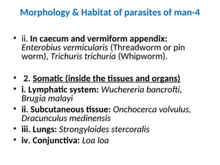 Morphology & Habitat of parasites of man-4
• ii. In caecum and vermiform appendix:
Enterobius vermicularis (Threadworm or pin
worm), Trichuris trichuria (Whipworm).
• 2. Somatic (inside the tissues and organs)
• i. Lymphatic system: Wuchereria bancrofti,
Brugia malayi
• ii. Subcutaneous tissue: Onchocerca volvulus,
Dracunculus medinensis
• iii. Lungs: Strongyloides stercoralis
• iv. Conjunctiva: Loa loa
 