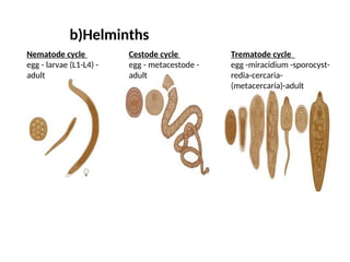 b)Helminths
Nematode cycle
egg - larvae (L1-L4) -
adult
Cestode cycle
egg - metacestode -
adult
Trematode cycle
egg -miracidium -sporocyst-
redia-cercaria-
(metacercaria)-adult
 