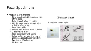 Fecal Specimens
• Prepare a wet mount
• Dip a wooden stick into various parts
of the feces
• Put a drop of saline on a slide
• Mix the stool on the wooden stick
with the saline drop
• Put a cover slide
• Make sure there are no air bubbles
• 2 mounts are made
• Stain one mount with iodine
• Iodine makes nuclear structure of
protozoan parasites more evident
• Examine at 10x objective
• Move to 40x
 