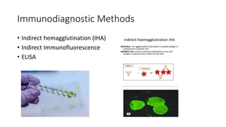 Immunodiagnostic Methods
• Indirect hemagglutination (IHA)
• Indirect Immunofluorescence
• ELISA
 
