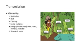 Transmission
• Affected by:
• Sanitation
• Diet
• Cooking
• Social customs
• Geographic factors (lakes, rivers,
climate, altitude)
• Reservoir hosts
 