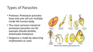 Types of Parasites
• Protozoa :Protozoan parasites
have only one cell can multiply
inside the human body.
• The most common intestinal
protozoan parasites are for
example Giardia lamblia,
Entamoeba histolytica
• Diagnosis is made by observing
trophozoites or cysts
 