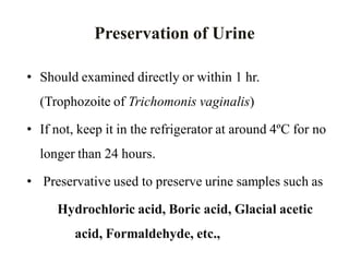 • Should examined directly or within 1 hr.
(Trophozoite of Trichomonis vaginalis)
• If not, keep it in the refrigerator at around 4ºC for no
longer than 24 hours.
• Preservative used to preserve urine samples such as
Hydrochloric acid, Boric acid, Glacial acetic
acid, Formaldehyde, etc.,
Preservation of Urine
 
