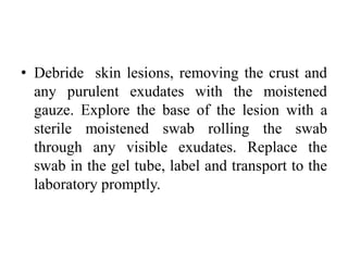 • Debride skin lesions, removing the crust and
any purulent exudates with the moistened
gauze. Explore the base of the lesion with a
sterile moistened swab rolling the swab
through any visible exudates. Replace the
swab in the gel tube, label and transport to the
laboratory promptly.
 