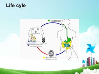 Parasitology (apicomplexa) | PPT