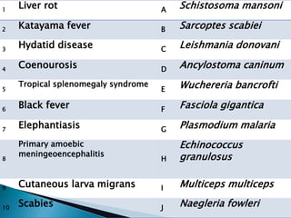 1
Liver rot A Schistosoma mansoni
2 Katayama fever B Sarcoptes scabiei
3
Hydatid disease C Leishmania donovani
4
Coenourosis D Ancylostoma caninum
5
Tropical splenomegaly syndrome
E Wuchereria bancrofti
6
Black fever F Fasciola gigantica
7
Elephantiasis G Plasmodium malaria
8
Primary amoebic
meningeoencephalitis
H
Echinococcus
granulosus
9 Cutaneous larva migrans I Multiceps multiceps
10
Scabies J Naegleria fowleri
 