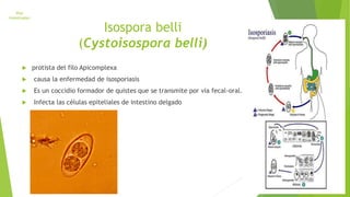 Isospora belli 
(Cystoisospora belli) 
Vías 
Intestinales 
 protista del filo Apicomplexa 
 causa la enfermedad de isosporiasis 
 Es un coccidio formador de quistes que se transmite por vía fecal-oral. 
 Infecta las células epiteliales de intestino delgado 
 