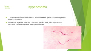 Trypanosoma 
Sangre y 
tejidos 
 La denominación hace referencia a la manera en que el organismo penetra 
como si taladrara. 
 Diferentes especies infectan a distintos vertebrados, incluso humanos, 
causando las enfermedades de tripanosomiasis 
 