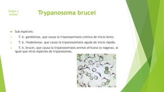 Trypanosoma brucei 
Sangre y 
tejidos 
 Sub especies: 
1. T. b. gambiense, que causa la tripanosomiasis crónica de inicio lento. 
2. T. b. rhodesiense, que causa la tripanosomiasis aguda de inicio rápido. 
3. T. b. brucei, que causa la tripanosomiasis animal africana (o nagana), al 
igual que otras especies de tripanosomas. 
 