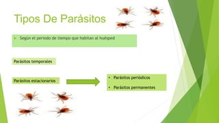 Tipos De Parásitos 
 Según el periodo de tiempo que habitan al huésped 
Parásitos temporales 
Parásitos estacionarios 
• Parásitos periódicos 
• Parásitos permanentes 
 