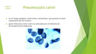 Pneumocystis carini
 es un hongo patógeno, oportunista, extracelular, que parasita el árbol
respiratorio del ser humano
 gente infeccioso común entre los afectados por el Síndrome de
Inmunodeficiencia Adquirida
Sangre y
tejidos
 