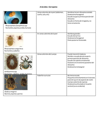 Intestinalis nasalis
Artrópodos: miasis y garrapatas
Cochliomyiahominivorax Mamíferos Heridas Cuerposegmentado
Cada segmentocubiertode espinas
Aparatocefalofaríngeoenextremoanterior
Estigmasrespiratoriosenparte posterior
Peritremaincompleto
Équidos Parte glandular del estómago
(ocasionalmente píloro y
duodeno)
Forma de barril
Larva segmentadaconfilade espinas
Nasalis:1 hilerade espinasporsegmento
Intestinalis:doblehilerade espinasporsegmento
Ovinosycaprinos Senos nasales Tiene un lado plano y un lado curvo.
Cuerpo segmentado
En la parte ventral está cubierto de espinas
Melophagusovinus Ovinos Vellón Adulto: cuerpo cubierto de sedas
Pata termina en garra
Oestrusovis
Gasterophilus
Nasalise
intestinalis
 