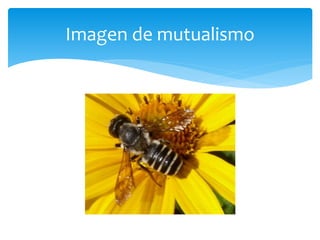 Imagen de mutualismo
 