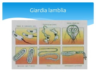 Giardia lamblia
 