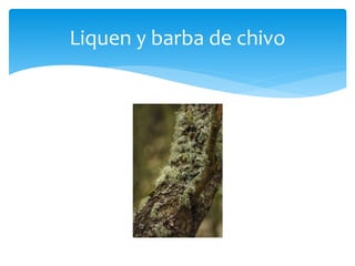 Liquen y barba de chivo
 