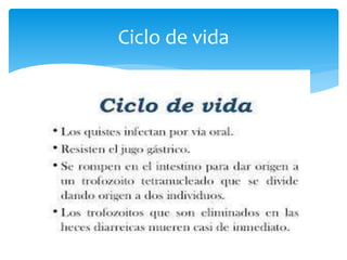 Ciclo de vida
 
