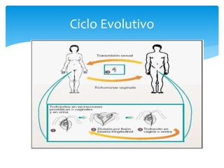 Ciclo Evolutivo
 