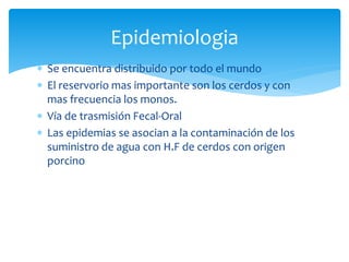  Se encuentra distribuido por todo el mundo
 El reservorio mas importante son los cerdos y con
mas frecuencia los monos.
 Vía de trasmisión Fecal-Oral
 Las epidemias se asocian a la contaminación de los
suministro de agua con H.F de cerdos con origen
porcino
Epidemiologia
 